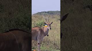 Scary  Angry Impala almost killed her🙄 short animals wildlife zoo africa safari travel fun [upl. by Artapoelc773]