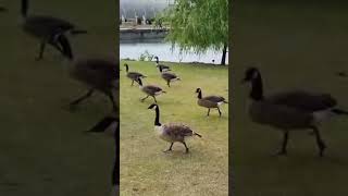 Geese parade in Kew garden London kewgarden london geese nature [upl. by Wilkey104]