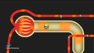 The Kidney amp the Counter Current Multiplier Pharmacology teaching at Aston University [upl. by Ahsatam54]