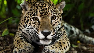 Los 30 Animales del AMAZONAS Más Increíbles y Bellos🦥🐆🐒 [upl. by Artened]