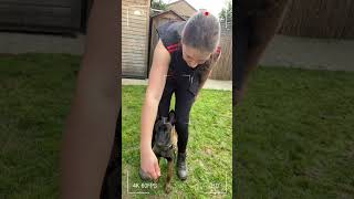 Dog Training  1st Time Contact Heeling malinois dogtraining obedience [upl. by Artemis749]