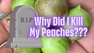 How I Thin My Peach Tree  Peach Tree Care [upl. by Koo]