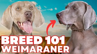 Weimaraner Everything You Need To Know [upl. by Tebor9]