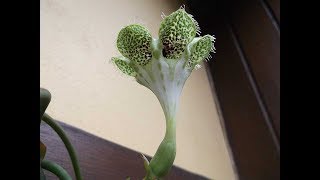 Ceropegia sandersonii Plant in beautiful Bloom [upl. by Broida173]