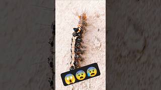 कैटरपिलर 😱😨 larva kida butterflylifecycle butterflymetamorphosis butterfly insect caterpillar [upl. by Aihsekin796]