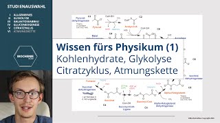 REPETITORIUM BIOCHEMIE 1  KOHLENHYDRATE GLYKOLYSE ZITRATZYKLUS ATMUNGSKETTE [upl. by Nodnol]