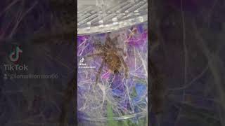 Kofi the DCF Orange Baboon Tarantula 🤎 inverts invertebrates pets tarantulafeeding pet feeding [upl. by Rexer]