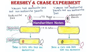 Hershey and Chase Experiment [upl. by Booma]