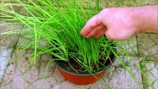 How to Grow Chives in a Pot [upl. by Linnet]