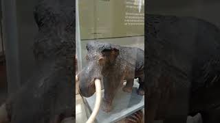 Mastodonte Mamut y elefante comparación a escala [upl. by Asseram28]