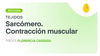 Sarcómero  Contracción muscular  Biología  Tejidos  V9  Egg Educación [upl. by Kcirdde980]