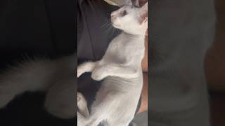 Kitten 🐱 cute love pet [upl. by Aihsat]