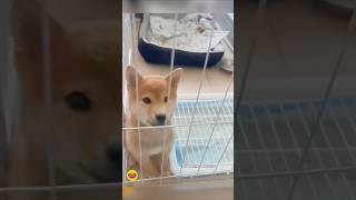 😆😂dogfunnytoddlersvideos shortsviralexplorecatforyoulovet路飞海贼王compilation [upl. by Adnek924]