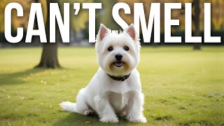 10 Dog Breeds That Dont Shed Or Smell  Travel Video [upl. by Swartz]