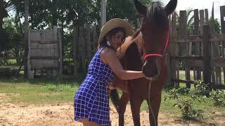 Fantastic Horse Training How To Teach Your Horse At Home [upl. by Yvehc]