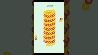 Microtubules Structure and Function [upl. by Hocker313]