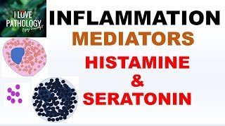 INFLAMMATION Part 4 Chemical Mediators HISTAMINE amp SEROTONIN [upl. by Enived]