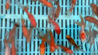 Small Mixed Pond Fantail Goldfish from Blue Ridge Koi [upl. by Travis]