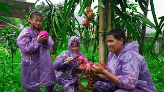 Harvesting Dragon Fruit Garden During Storm YAGI Buying Buffaloes to Raise Repairing Buffalo Barns [upl. by Desiree]