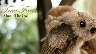 True Facts About The Owl [upl. by Airamasor]