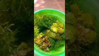 salvinia plant😈 hydrilla plant😍 foxtail plant😻 floating plants aquarium shorts [upl. by Zobe332]