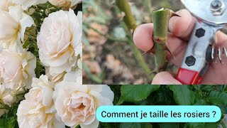 Comment tailler le rosier afin dobtenir de belles fleurs  2024 [upl. by Sedrul]