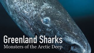 The 500YearOld Shark  Greenland Sharks [upl. by Dloreh]