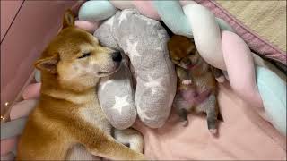 Les chiots chantent en dormant  shiba cute pets [upl. by Sadnalor]