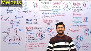 Meiosis Process and stages of Meiosis  meiosis class 12 by irtisams biology [upl. by Ntsyrk]