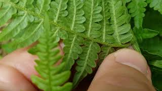 Bracken the most poisonous vegetable [upl. by Ynaffad]