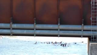 Sealions on Cowlitz river at mouth of Coweeman river 2182020 [upl. by Vijar]