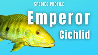 Boulengerochromis Microlepis Emperor Cichlid  Species Profile [upl. by Mccready]