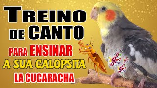 CALOPSITA CANTANDO ASSOBIOS E CANTOS [upl. by Acilejna]