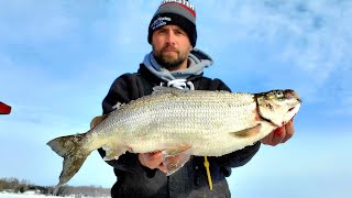 I Almost Broke a State Record with this Tullibee  Tullibee Ice Fishing [upl. by Aniwde]