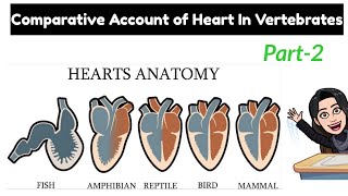 2 Evolution of heart in vertebrates Comparative anatomy of heart in Vertebrates MSc BSc zoology [upl. by Solnit]