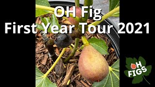 Ohio Fig Orchard Tour Summer 2021 [upl. by Landers]