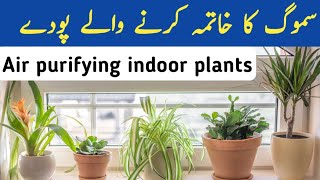 🔴10 Air purifying plants you must have  Oxygen giving plants Plants that style your home [upl. by Ativoj318]