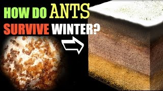 Indoor Ants  Tips amp Tricks For Finding The Nest [upl. by Rockafellow639]