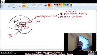 الهرمونات الخاصة بالغدة النخامية Pituitary hormones part 1  عبد الله رضا MD  Rocademia روكاديميا [upl. by Harriman]