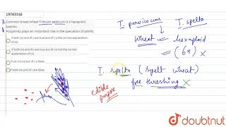 Common bread wheat Triticum aestivum is a hexaploid species Polyploidy plays an important role in [upl. by Notsruht465]