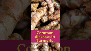 Common diseases in Turmeric farming [upl. by Shulman610]