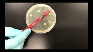 Measuring Zones of Inhibition [upl. by Feldt]