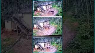 ELEPHANT ATTACK  CC TV Footage  Kerala  Only Shorts Videos shorts youtubeshorts animals [upl. by Appleton103]