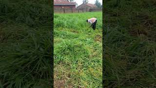 harvesting our brachiaria grass livestock farm sheepfarming goat [upl. by Rausch552]