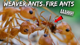 Ant War Weaver Ants vs Fire Ants [upl. by Fawnia606]