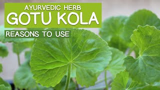 GOTU KOLA Ayurvedic Herb  6 Main Reasons to Use [upl. by Trixie430]