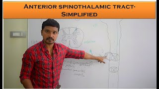 Anterior spinothalamic Tract  crude touch and pressure pathway  Anatomy and Physiology Simplified [upl. by Ynohtona]