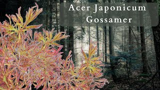 Acer Japonicum Gossamer YOUR NEXT MUSTHAVE JAPANESE MAPLE [upl. by Patti]