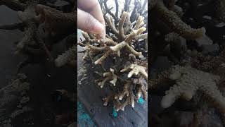 Fresh but succulent ACROPORA MURICATA [upl. by Yelena]