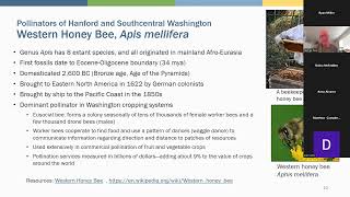 Lets Talk About Hanford Pollinators of Hanford and Southern Central Washington [upl. by Teplitz]